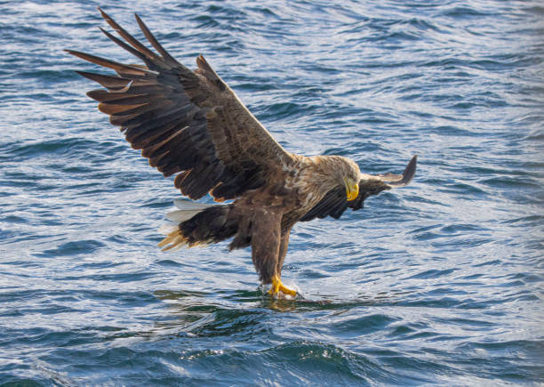istock Wildlife photography 2149428133