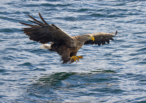 Eagle coming in for a catch in the sea