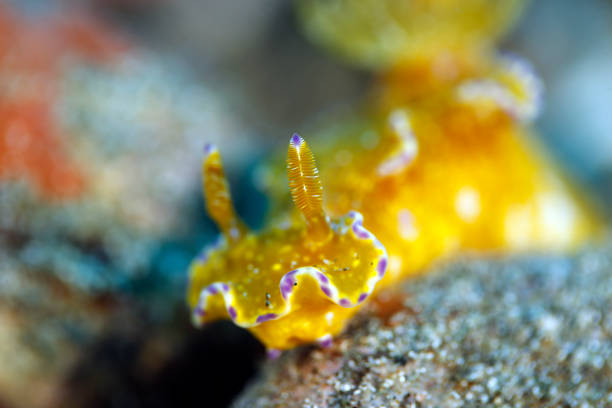 Close-up of a Ceratosoma tenue Nudibranch. Ambon, Indonesia