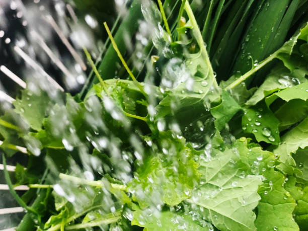 Detailed close-up of a fresh green leaf covered in natural water droplets, highlighting texture and beauty. Perfect for concepts of nature, freshness, and organic produce.