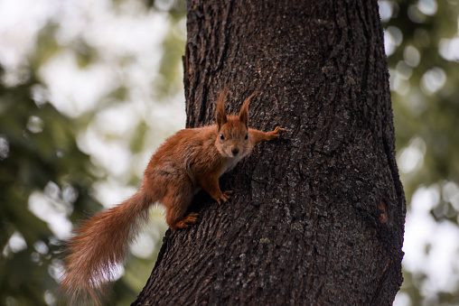 Red squirrel balancing on the tree