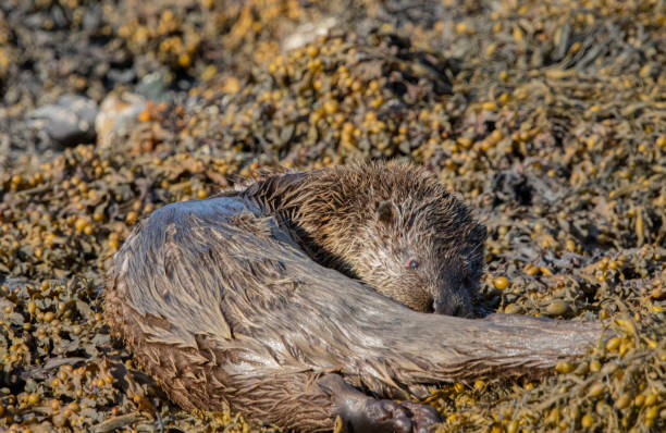 istock Wildlife photography 2149429375