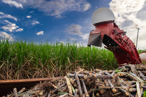 Harvesting machine working in sugar cane field on a farm