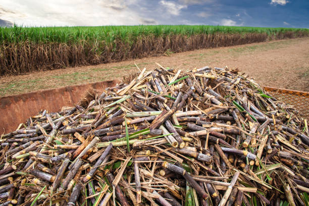 istock Harvesting machine working in sugar cane field on a farm 2149429518