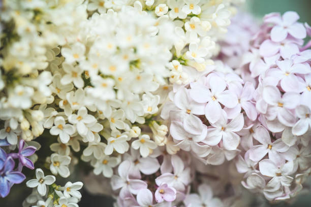 Free Stock Photo of Close Up of a Bunch of White Flowers | Download ...