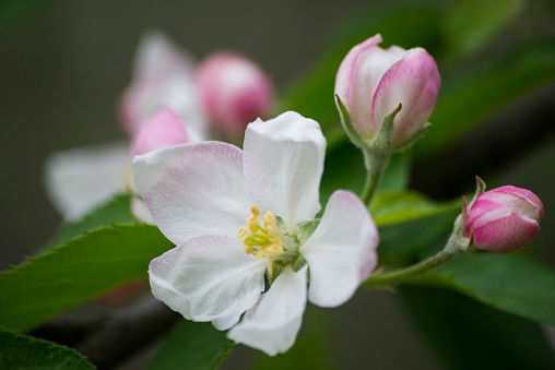 Apple tree flower with buds