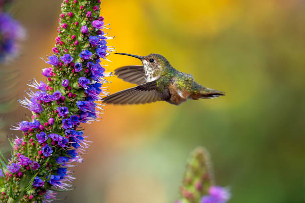 istock Allen's Hummingbird Feeding on Large Bloom 2149430249