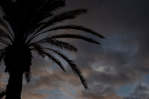 Palm trees backlit at sunset along the beach in Las Americas, Tenerife