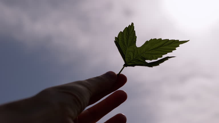 Hand Pulls a Green Maple Leaf Toward a Blue Sky with Clouds in Rays of Sunlight
