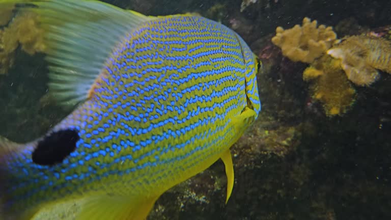 A tropical salefin snapper fish in motion