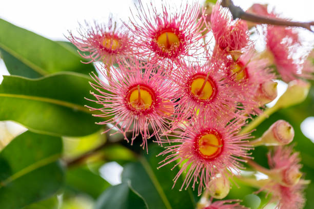 istock Beautiful Gum tree flowers and buds, background with copy space 2149430999