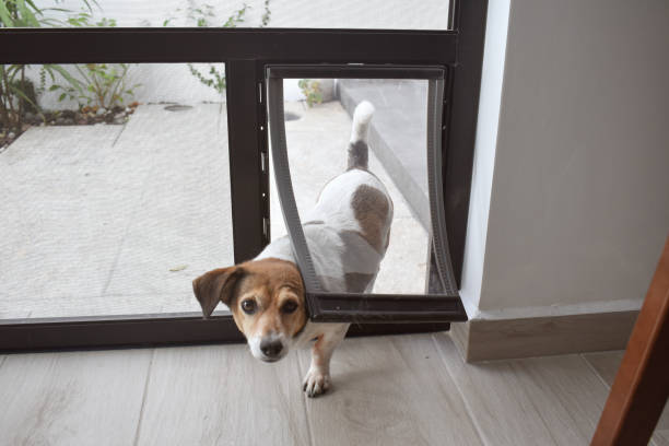 istock Pet door being used by a dog 2149431101
