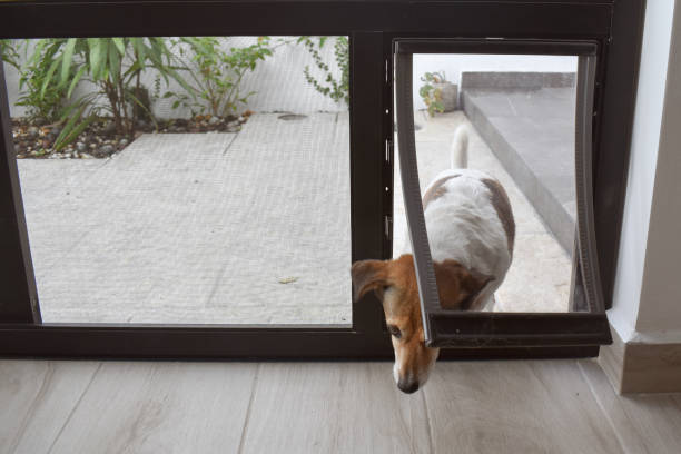 istock Pet door being used by a dog 2149431104