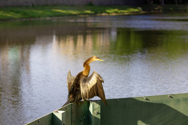 Bird stopping at the lake dam