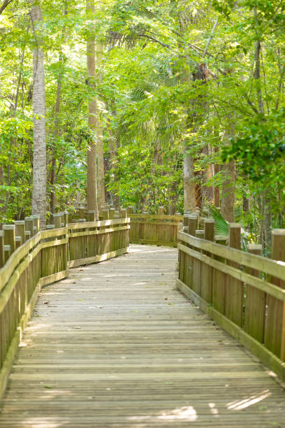 istock Ecological trail with trees and wooden path 2149431172