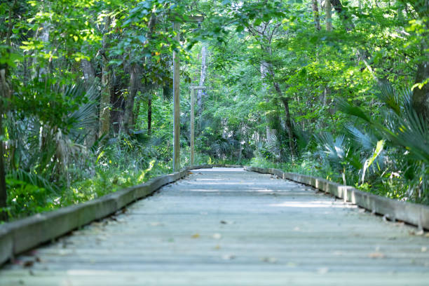 istock Ecological trail with trees and wooden path 2149431193
