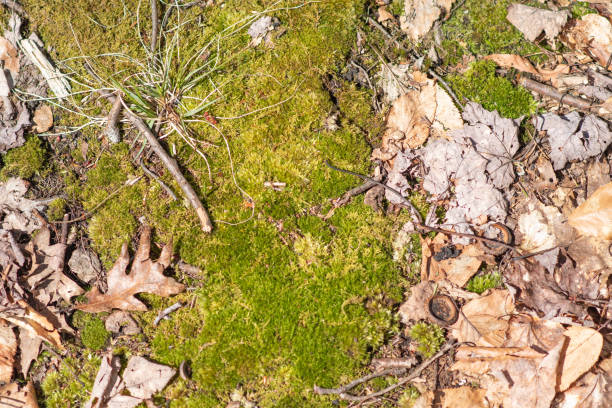 woodland background textured copy space image