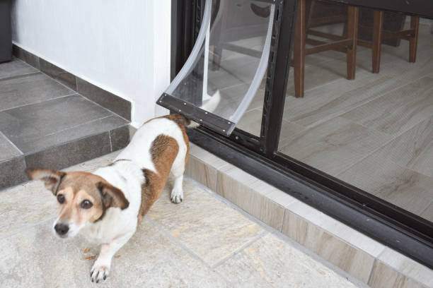 istock Pet door being used by a dog 2149431339