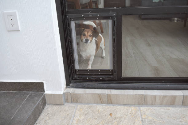 istock Pet door being used by a dog 2149431466