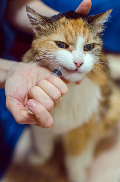 istock Owner's hands with syringe putting water into pet's mouth 2149432137