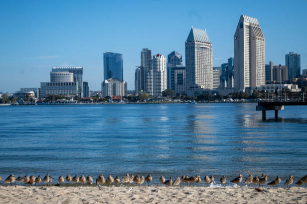 San Diego, CA. Birds lined up against San Diegos skyline with blue sky copy-space
