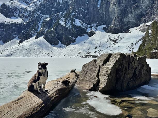 A Border Collie/Mix contemplates snow ice covered Lake Serene, below Mount Index in the Cascade Mountains of Washington State.
