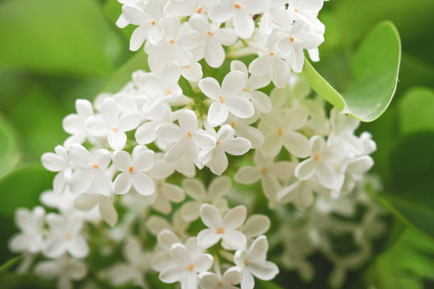 istock lilac flowers close up background 2149433213