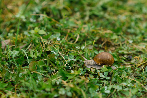 Summer day:  Single white Land Snail in a Field. Animal shell and Head.