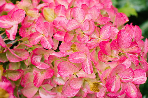 Pink flowers of hydrangea Frase Melba in summer in the garden