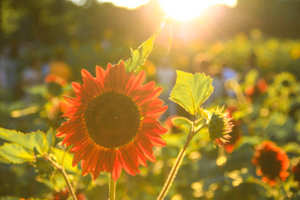 Beautiful sunflowers on blurred sunset background