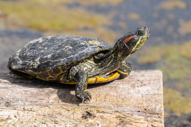 istock Red-eared Slider on Log in Pond 2149434000
