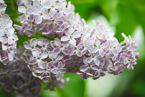 lilac flowers close up background