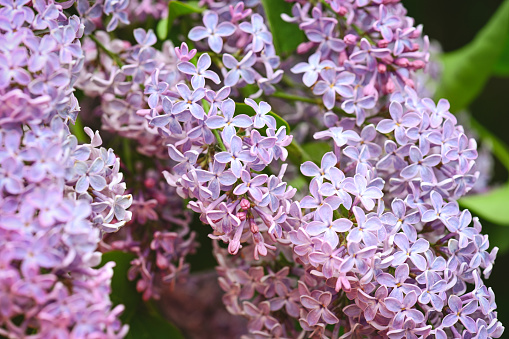 Purple lilac variety “Nesterka\