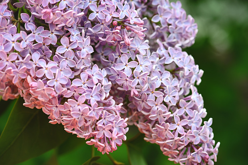 lilac flowers close up background