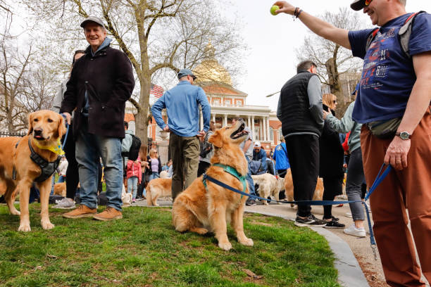 Boston, Massachusetts USA - April 14, 2024: Hundreds of golden retrievers and their families gathered on the Boston Commons for the annual Golden Strong Boston Marathon Weekend Meetup