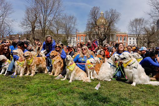 Boston, Massachusetts USA - April 14, 2024: Organizers from Massachusetts Golden Meetups in front of a crowd of golden retrievers and their families posing for a group photo in front of the State House on the Boston Common