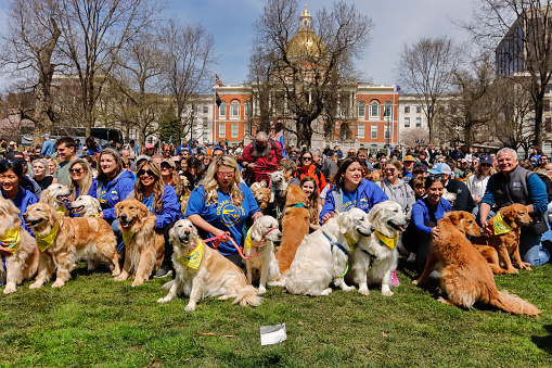 Boston, Massachusetts USA - April 14, 2024: Hundreds of golden retrievers and their families gathered on the Boston Commons for the annual Golden Strong Boston Marathon Weekend Meetup