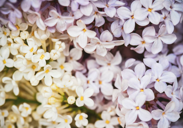 lilac flowers close up background