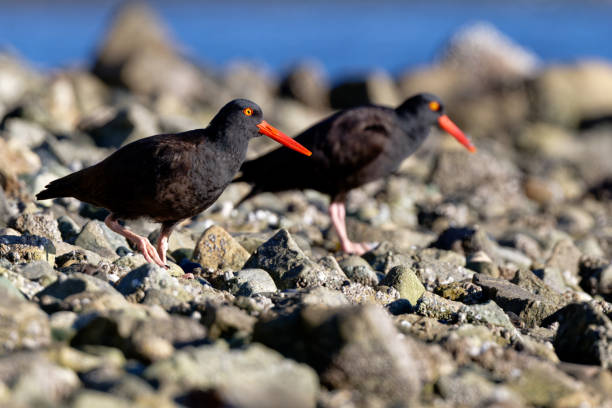 istock Black oystercatchers, Fulford Harbour, Salt Spring Island, BC Canada 2149435287