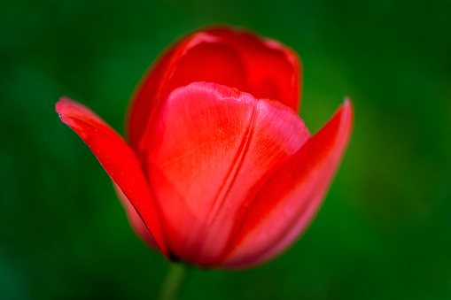Red Tulip close up, Fulford Harbour, Salt Spring Island, BC Canada