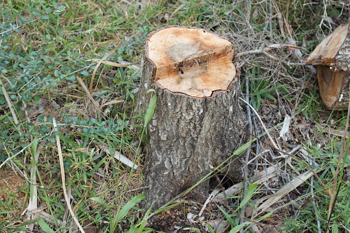 Cutter trunk in the forest of Florida seashore