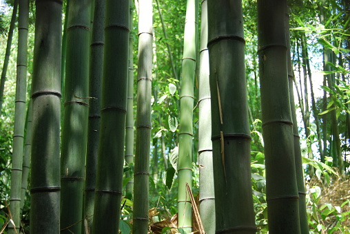 Bamboe bos Arashiyama