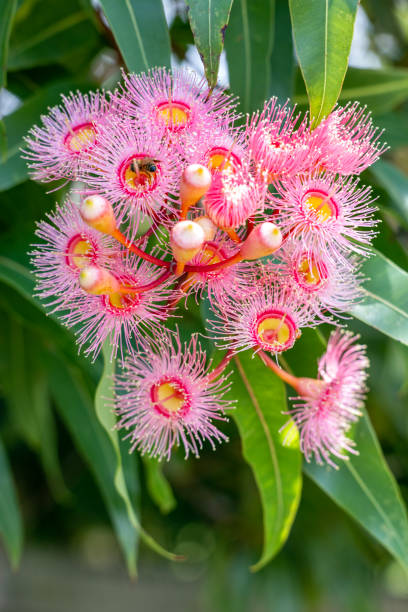 istock Bee pollinating Gumtree pink flowers, background with copy space 2149436511