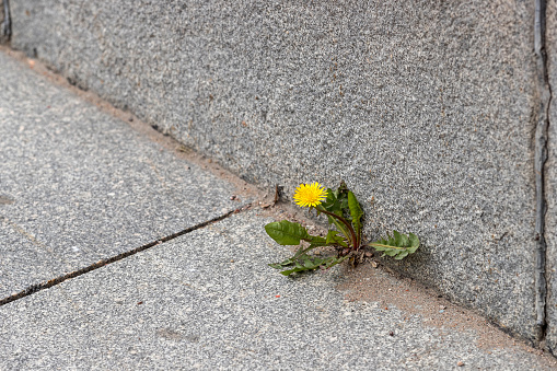 A single dandelion growing from a crack in the city pavement.