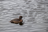 A brown duck with a yellow eye swimming in a water body with ripples.