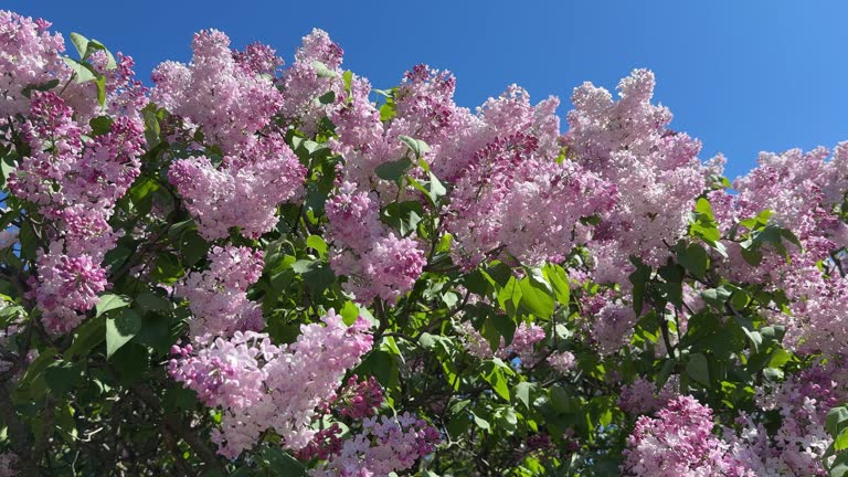 Pink lilac flowers beautiful blossom.