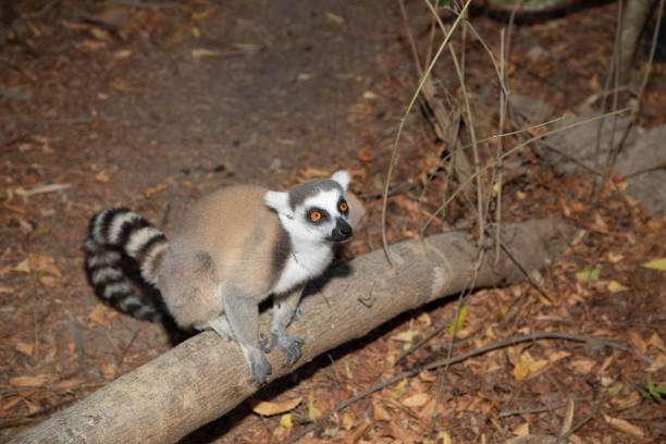 The ring-tailed lemur (Lemur catta) is a medium- to larger-sized strepsirrhine (wet-nosed) primate and the most internationally recognized lemur species, owing to its long, black-and-white, ringed tail. It belongs to Lemuridae, one of five lemur families, and is the only member of the Lemur genus. Like all lemurs, it is endemic to the island of Madagascar.  Lemuridae.