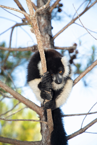 black and white ruffed lemur in its natural habitat, Madagascar. cute fluffy bright primate close-up. Vary varecia variegata,endemic
