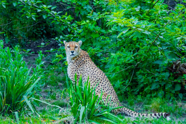 beautiful adult cheetah walks around its territory and marks trees. Nature and animals background