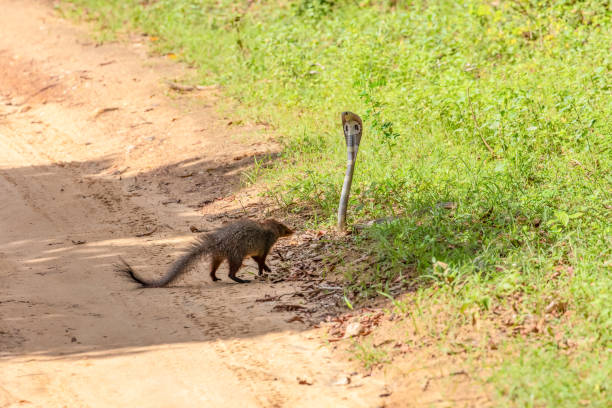 istock mongoose fights with an aggressive cobra in the wild 2149438587
